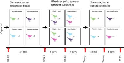 Effects of short-term experimental manipulation of captive social environment on uropygial gland microbiome and preen oil volatile composition